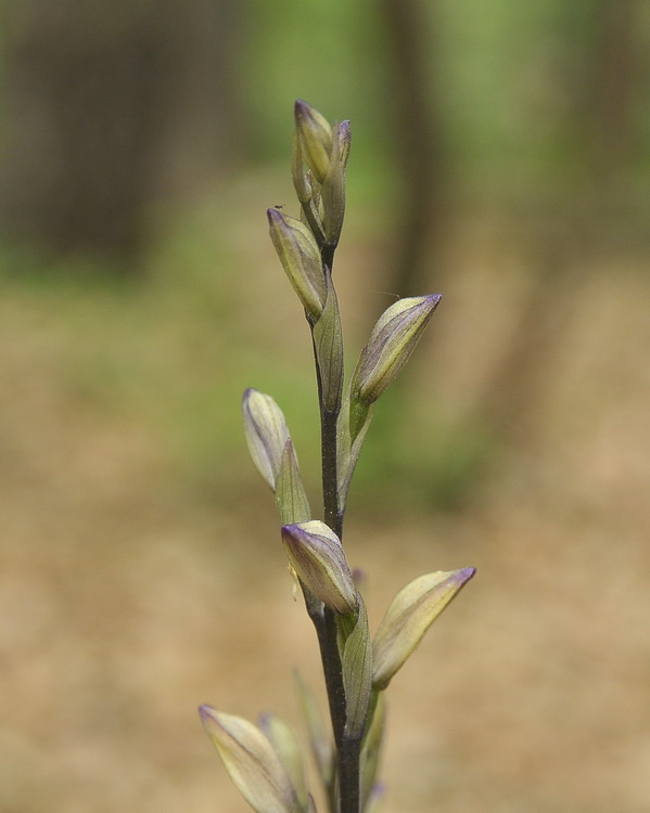Limodorum trabutianum
